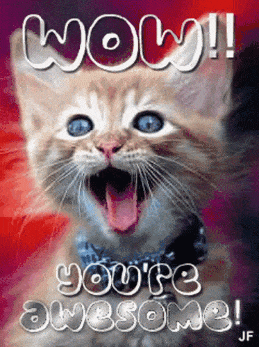 Success Cat